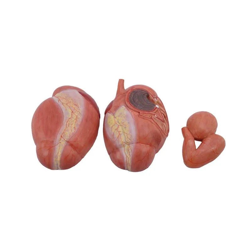 Custom Veterinary Anatomy Model Soft Simulated Stomach of Cow Model
