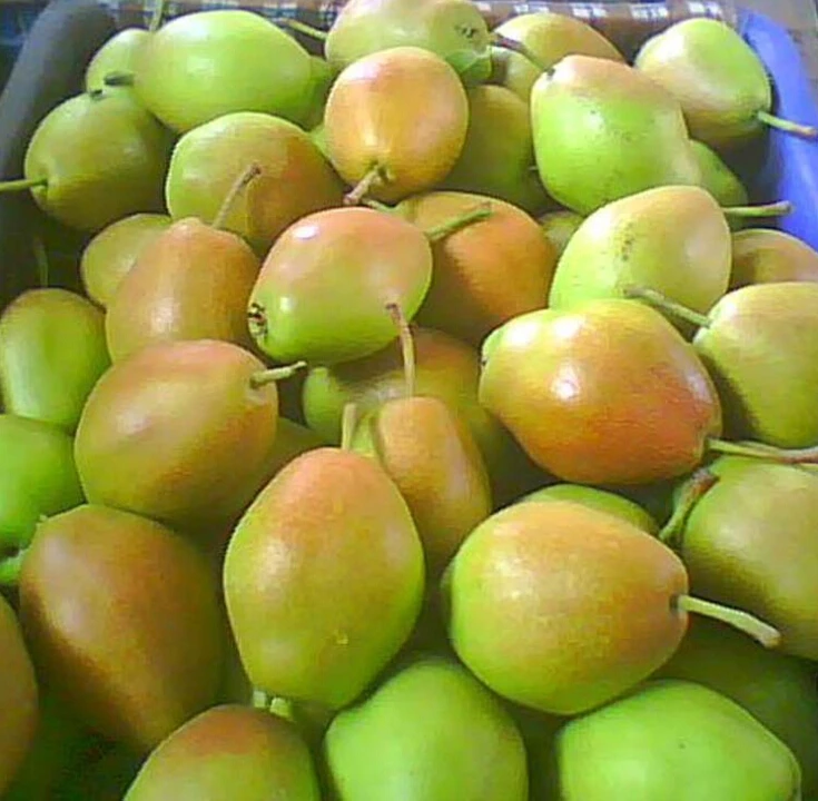 High Quality Fresh Pear Sweet Green Fragrant Pear/Asian pear