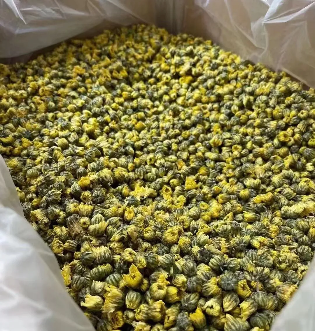 Tai ju Supply natural health products embryo chrysanthemum for tea