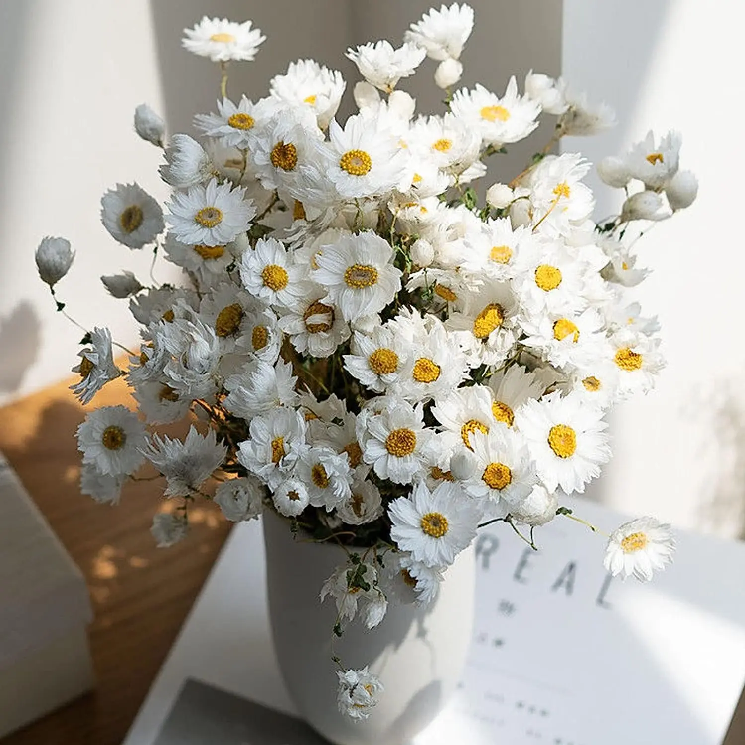 Dried Daisy White Flowers Real Chrysanthemum Rhodanthe Daisies Flower Head Length 17' Gerber Daisies for vase Bouquet