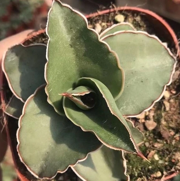 
Wholesale Plants Large Cactus Succulent Plants Green Plants 