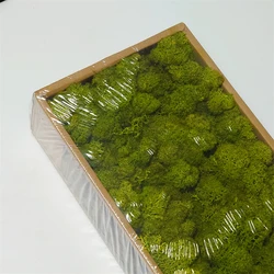 Amazon Hot selling wall home wedding decor Natural moss Preserved Reindeer Moss