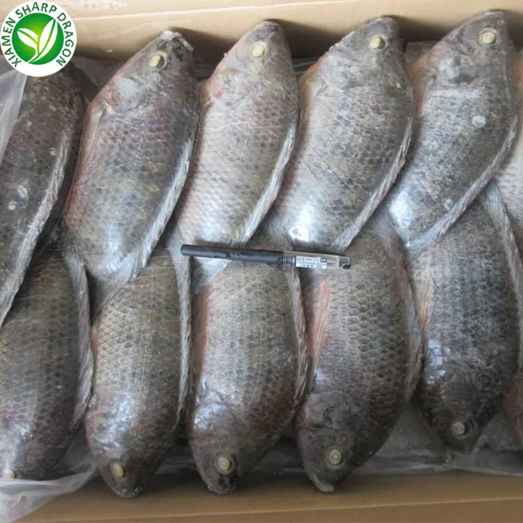 SD Producers Frozen Feed Fish Tilapia IQF Tilapia 200 - 300 g