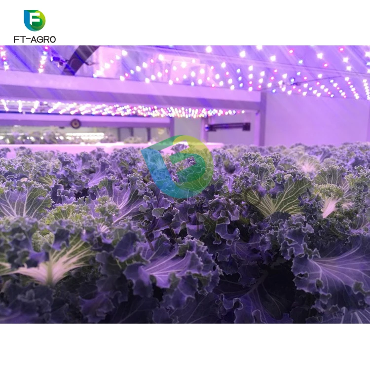 
Complete hydroponic NFT growing container vertical growing system container greenhouse 