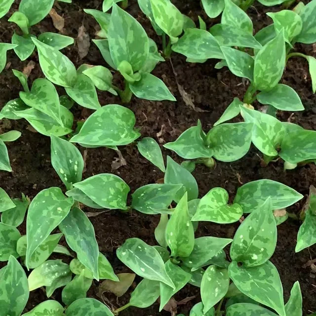 Wholesale factory plug seedlings aglaonema Emerald South Korea other agricultural products artificial plant