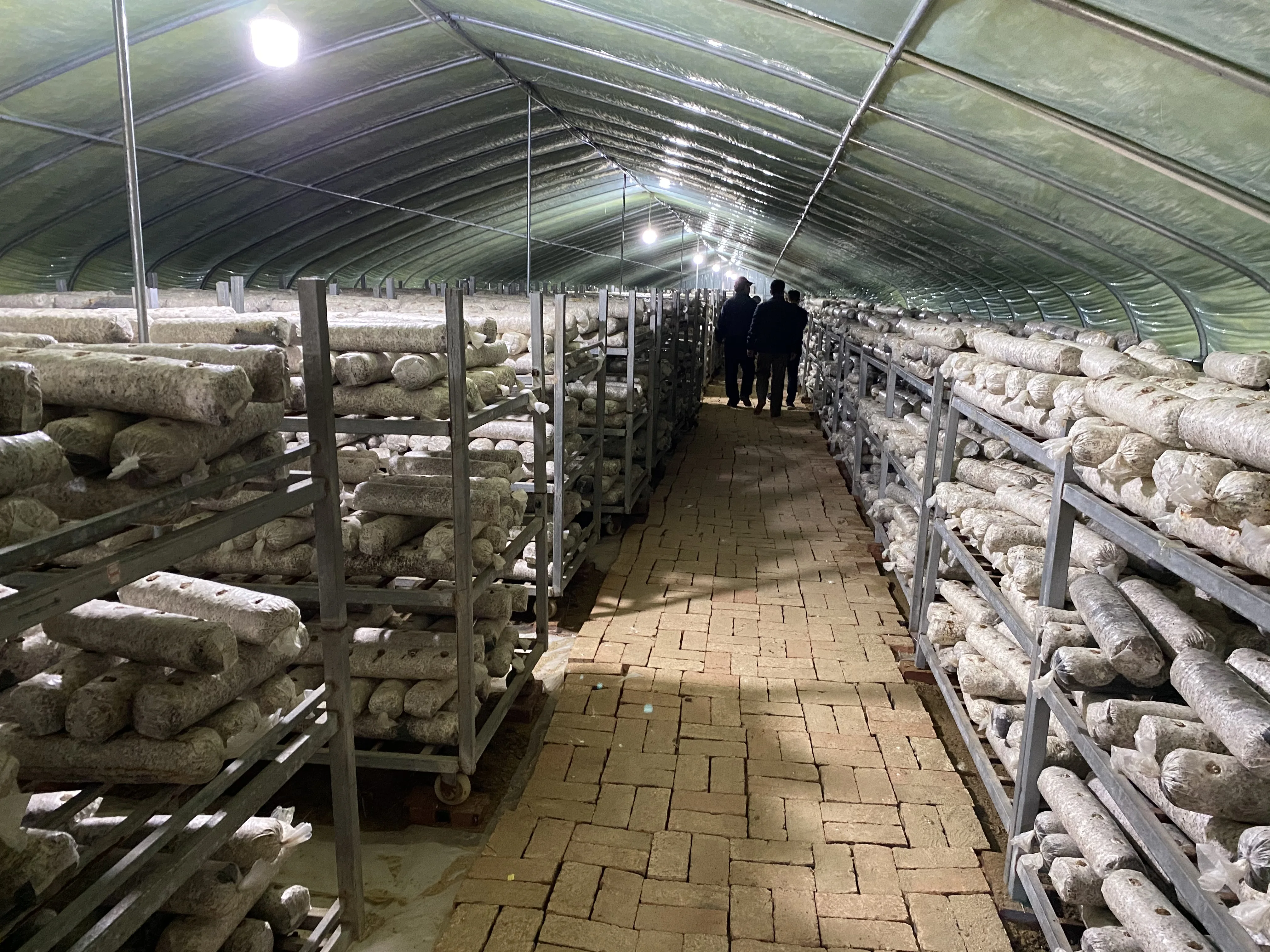 High quality edible fungus cultivation system   mushroom climate control