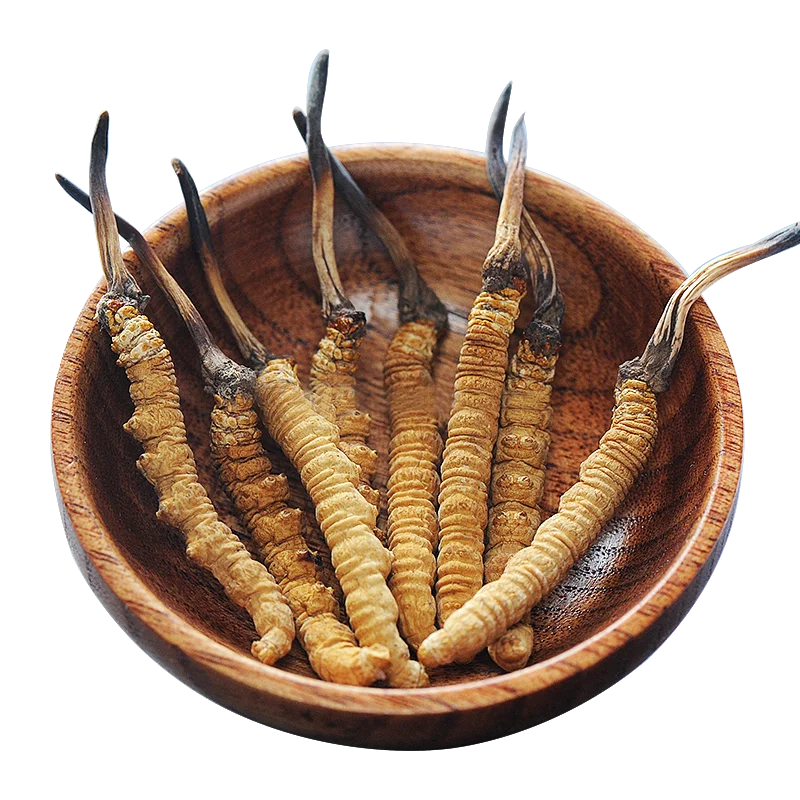 Pure cordyceps sinensis tibet premium hirsutella hepiali powder Cordycepin 1%   3%  5%  90%