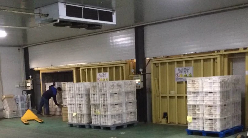 6 pallets of post-harvested eryngii/champignon/broccoli vegetables vacuum cooling machine