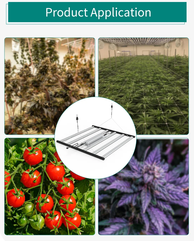 Full Spectrum Light 660nm Plant Light 800w 1000w 1200w LED Plant Grow Lamp For Indoor Vertical Farming