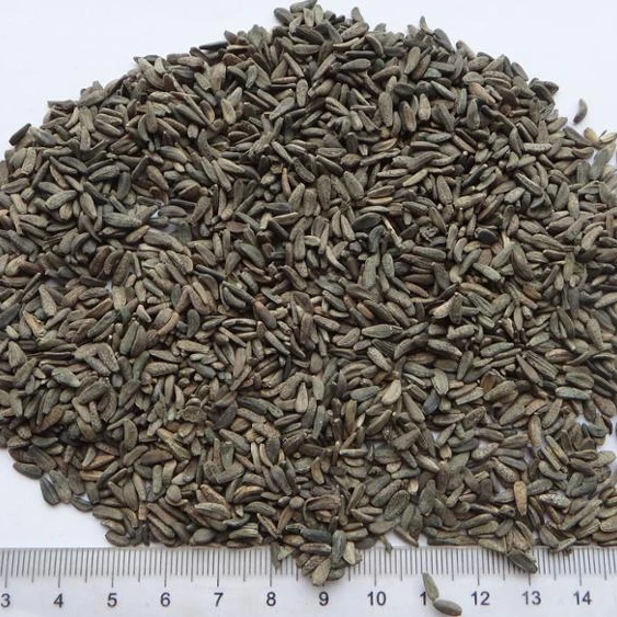 
Great Burdock seed Niu bang zi 