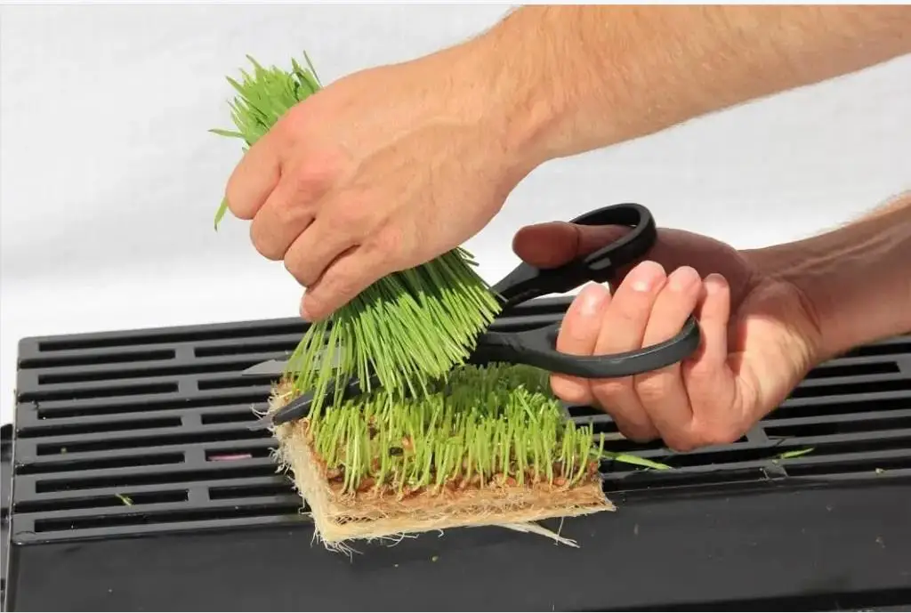 Прорастающий коврик для выращивания microgreens растительное волокно джутовое джутовый войлок