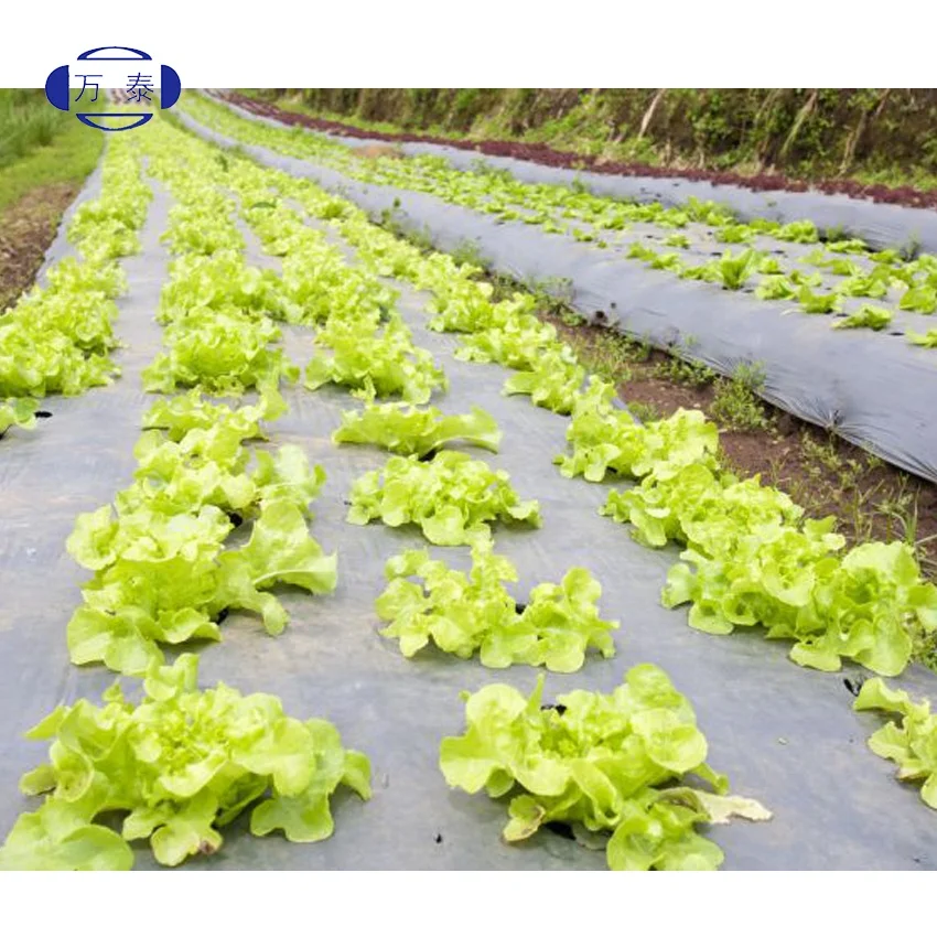 Black silver Mulch Plastic Film for Watermelon and Strawberry