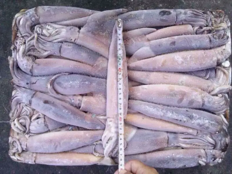 frozen bali squid best price