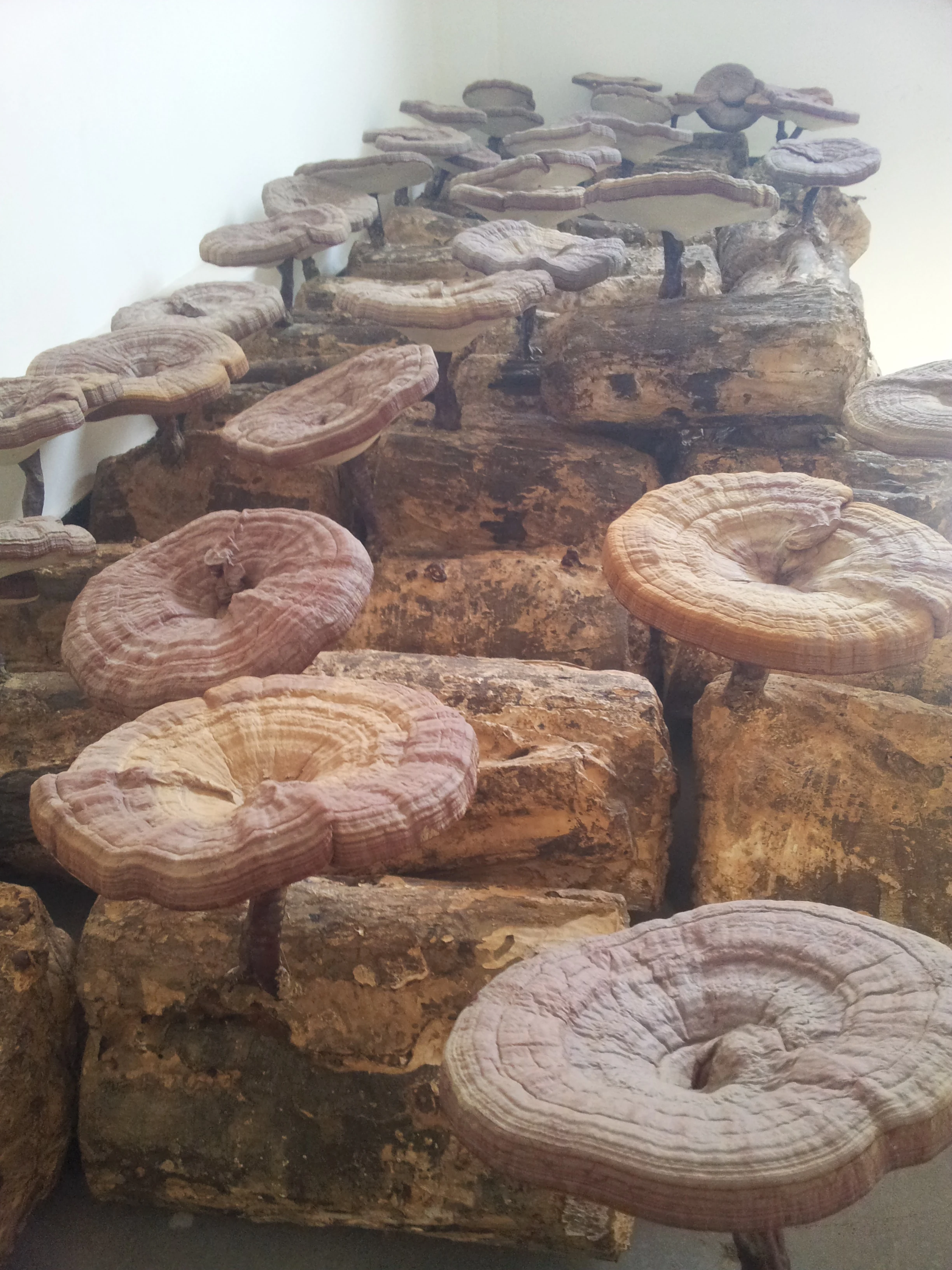Dried ganoderma lucidum/reishi mushroom; many kinds of mushrooms powder
