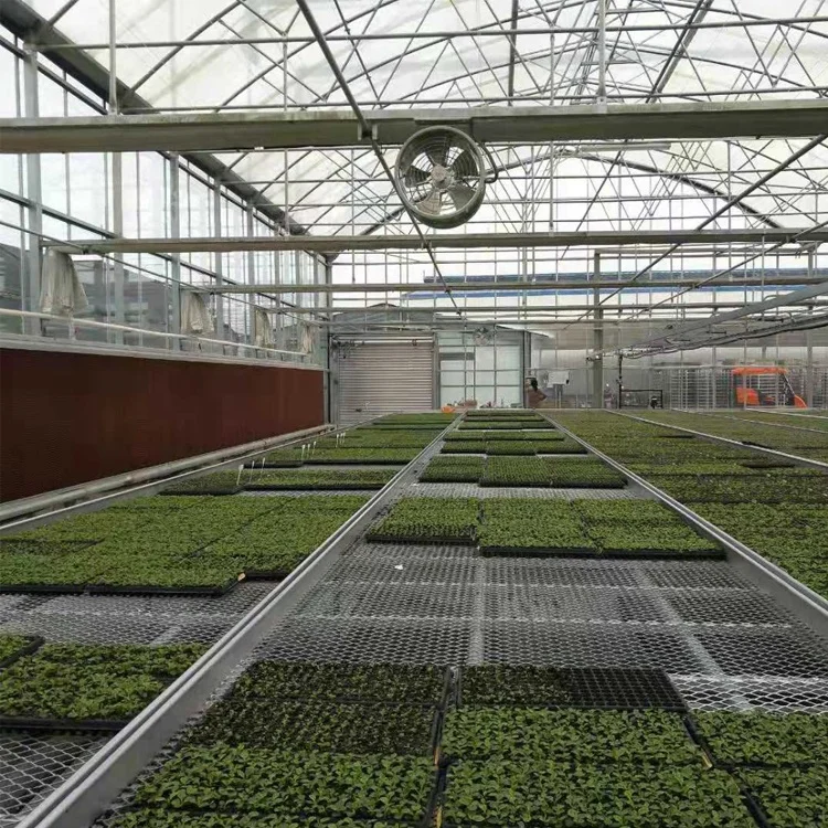 Galvanized steel frame greenhouse set single span Pe membrane greenhouse agriculture low-cost tunnel flower greenhouse