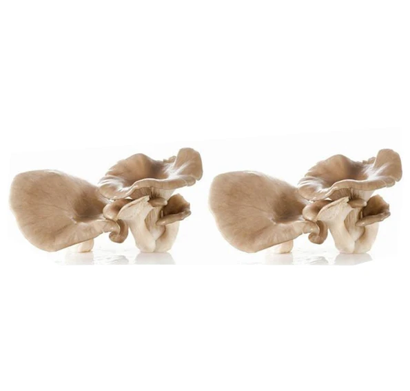Wholesale price best-selling dried oyster mushroom