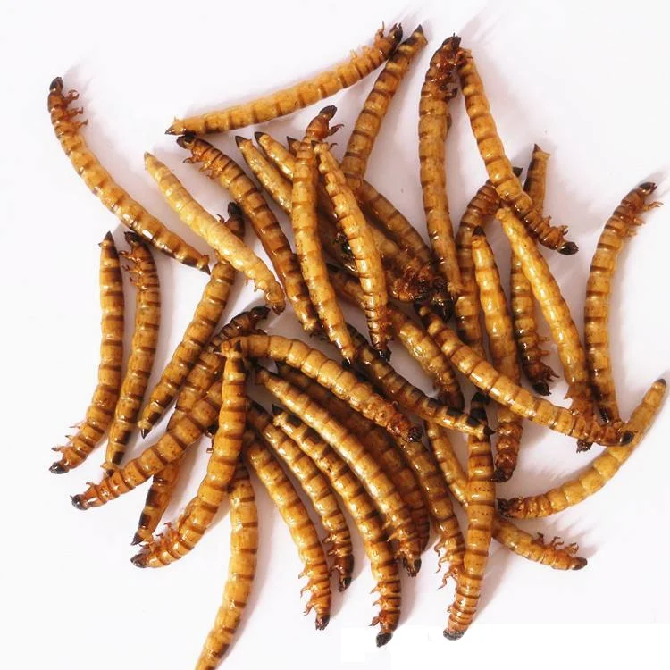 High Protein edible insect dried mealworm Dried Mealworms Superworm Mealworm