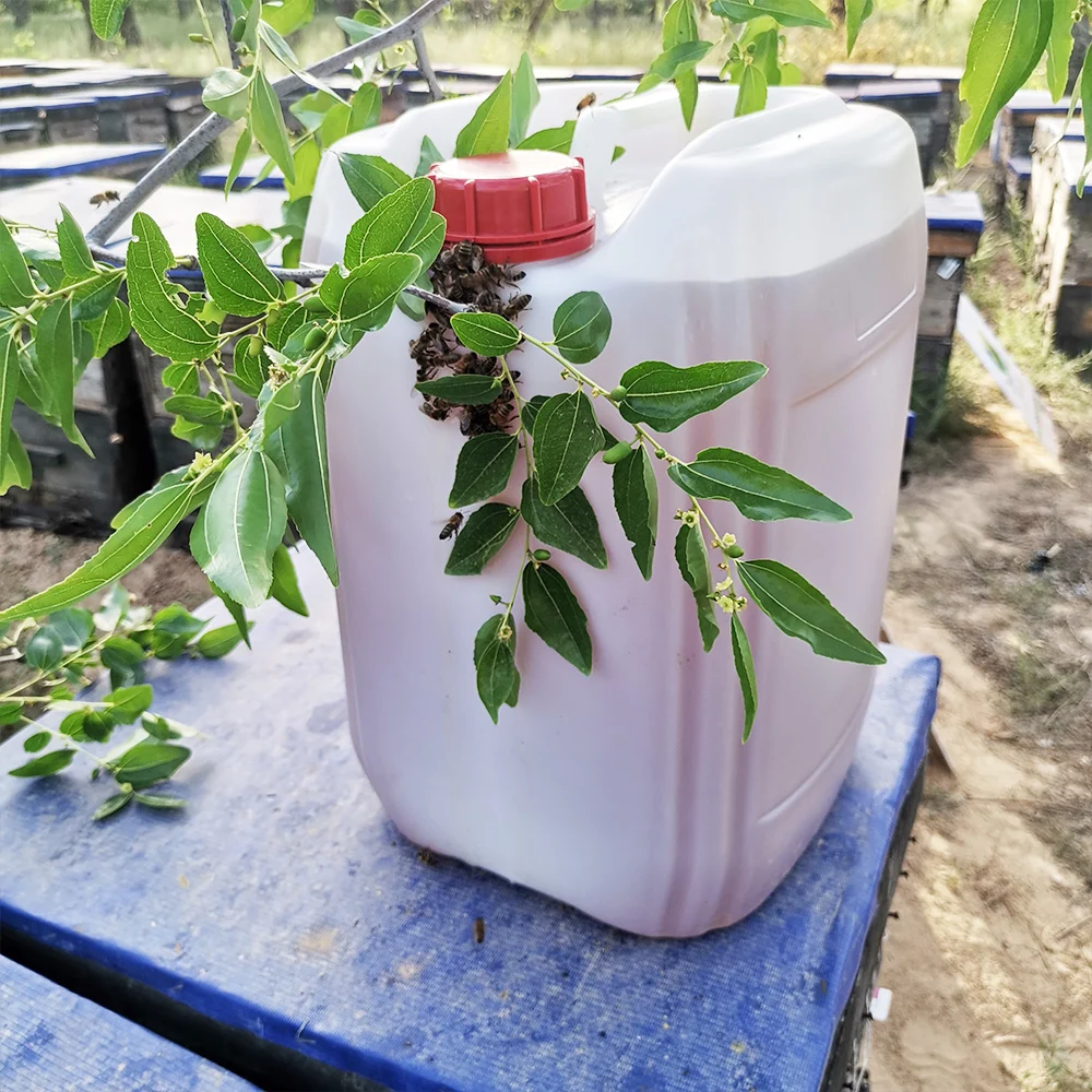 New 100% Pure Royal Sidr Honey  28 kg Bulk  For Saudi