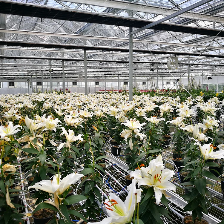 Tropical area standard moth orchid flower seedlings Taiwan orchid pot dendrobiums glasshouse with shading for sale