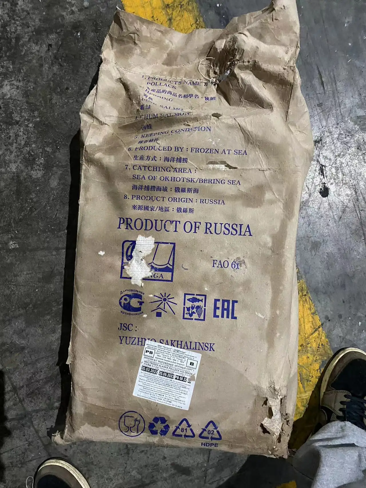 BQF Alaska Pollock Headed Gutted Pollock Fillet from Russian Origin