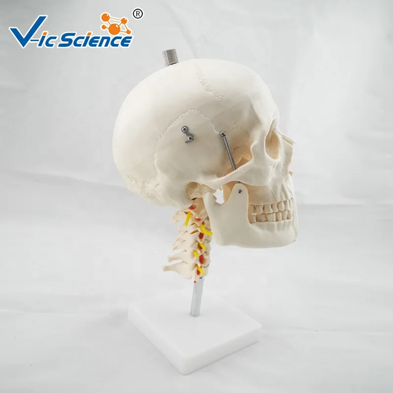 skull with cervical Spine life size human skeleton