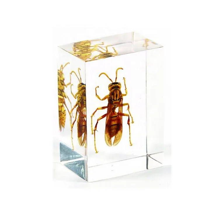 Жакет из натурального насекомого в прозрачном акриловом блочном желтом цвете, встроенный биологический образец для средней школы