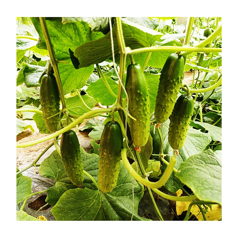 
Indeterminate Fruit Cucumber Seeds For Greenhouse and Open Field Growing 