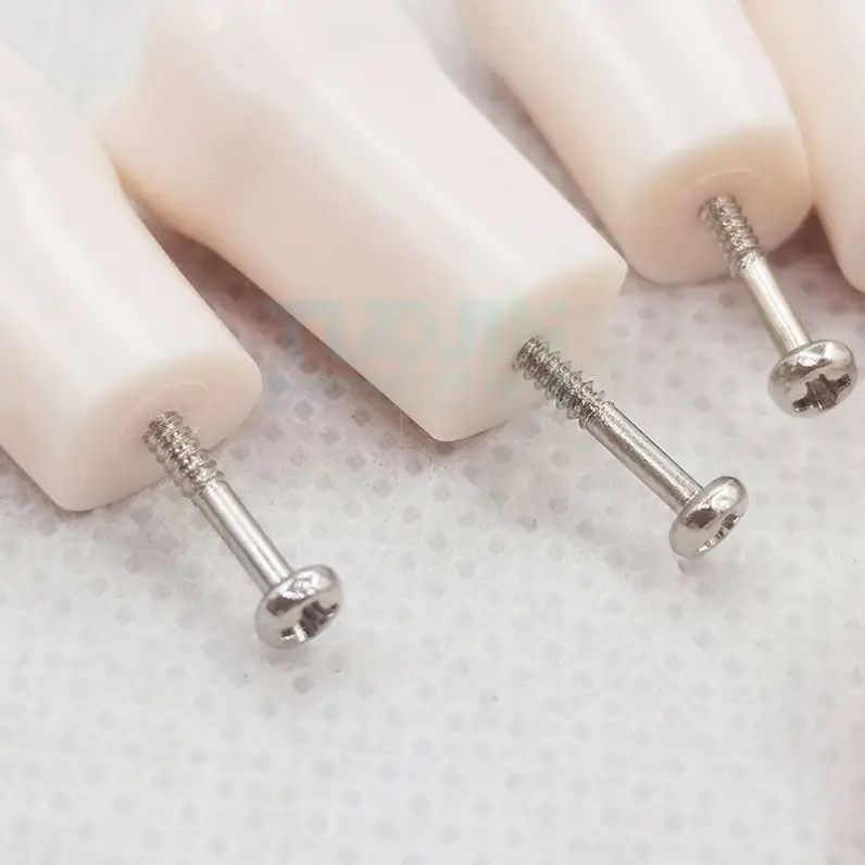 Dental Resin Human 32 Teeth Model Plastic Tooth Teaching Model Dental Refills for Dentist Student
