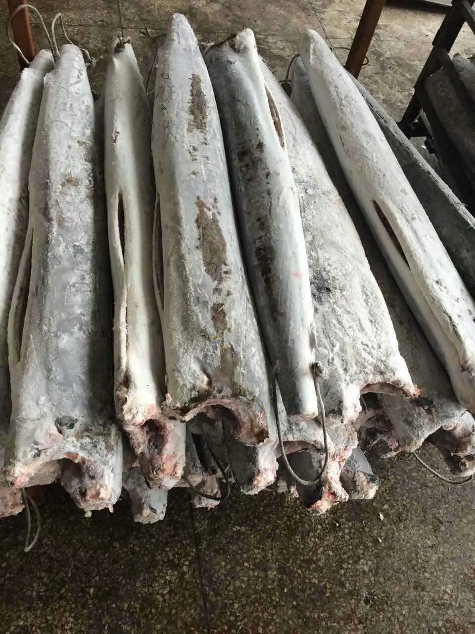 Frozen Sailfish 7 kg up 10 for Sale
