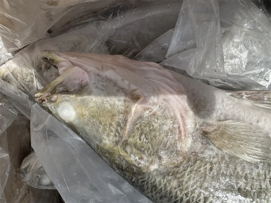 IQF Wholesale Baramundi Frozen Sea Bass