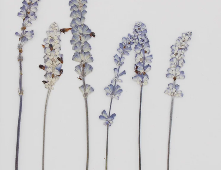 Real Dried Pressed Flower Sage