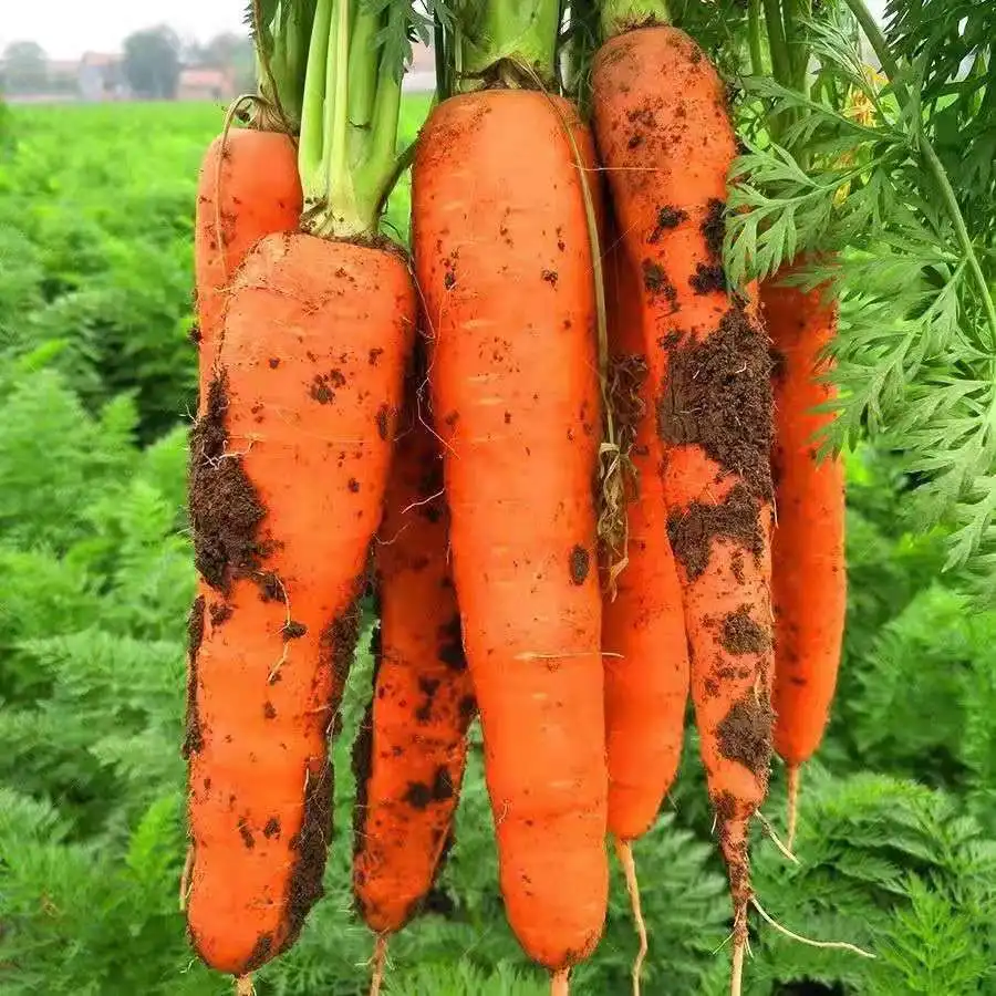 Oem quality seasonal vegetables fresh high-quality carrots shandong seasonal carrots