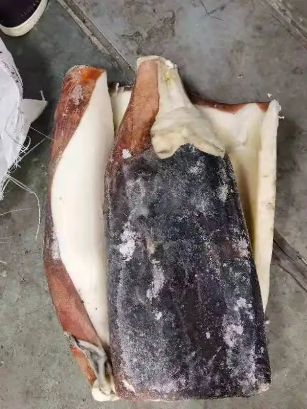 Frozen Giant Squid Fillet Skin