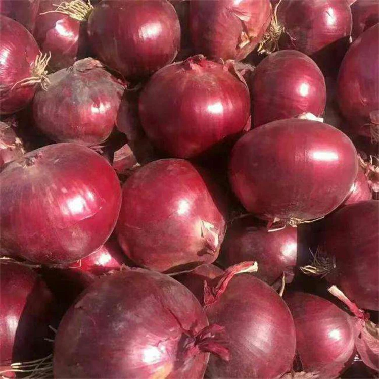 Exporter wholesale Price Fresh Red Onion