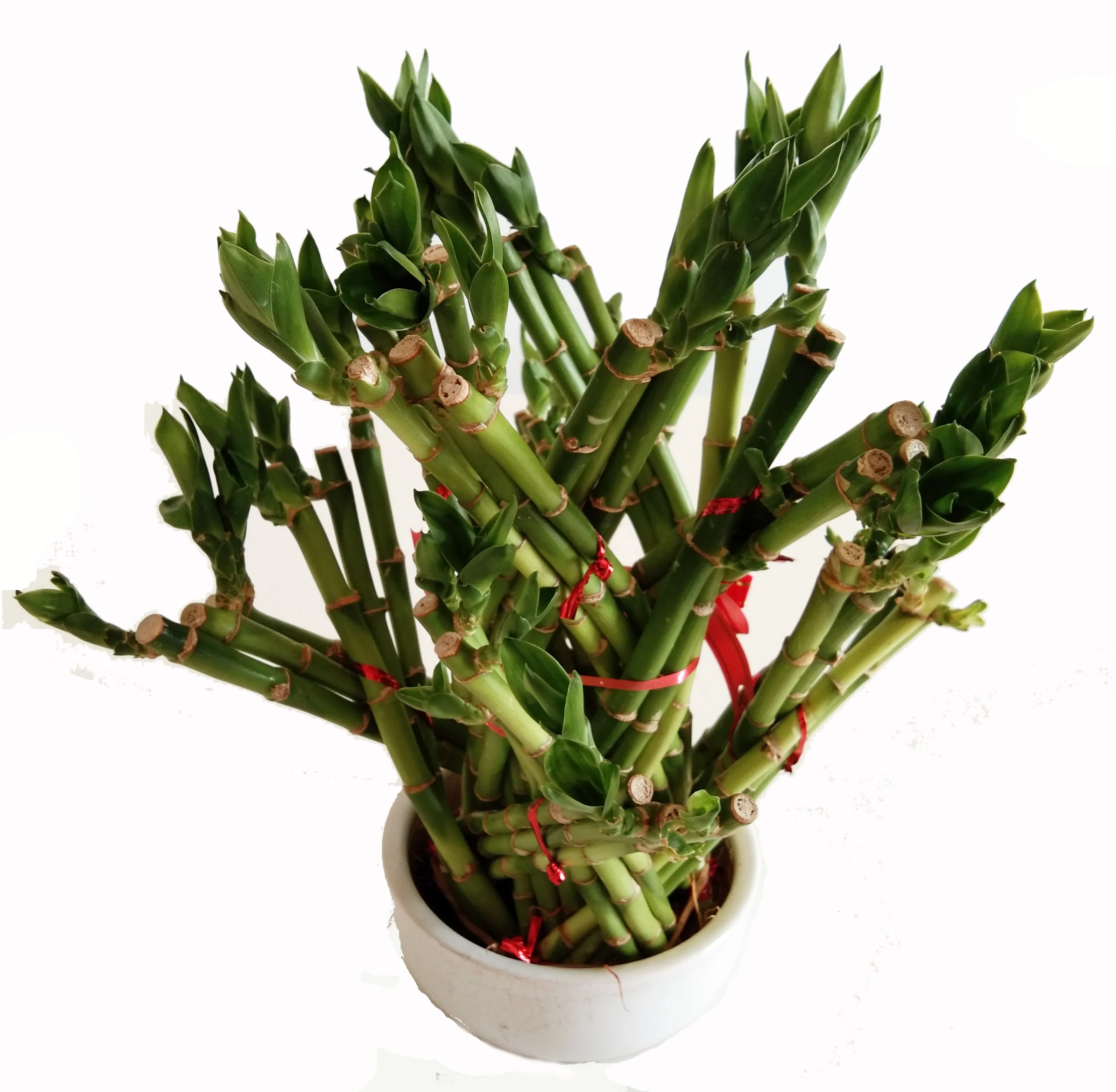 
Green basket flower style lucky bamboo with good quality Zhanjiang 