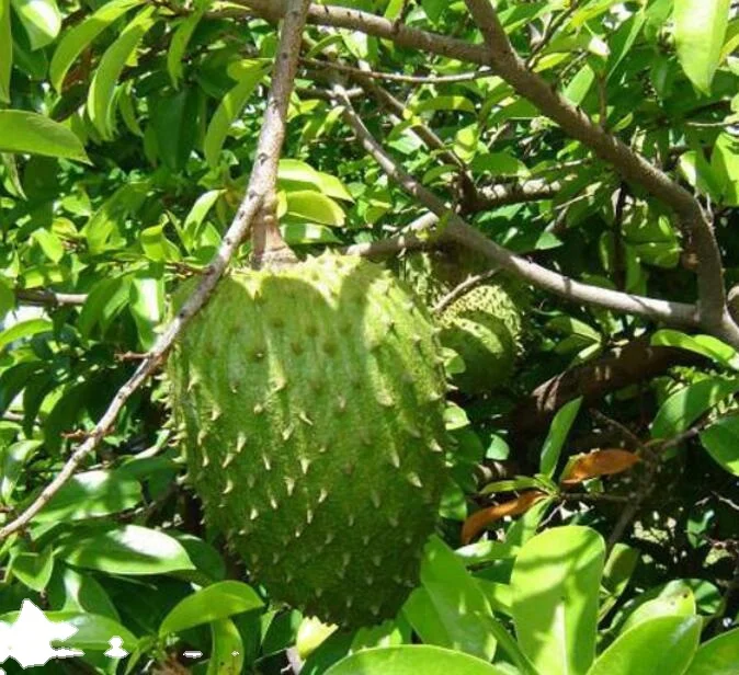 
Pure high germination Annona muricata Linn Graviola Seeds 