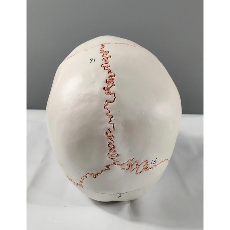 Human skull with accompanying brain model