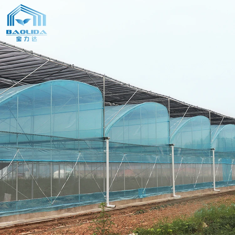 Cheap Tomato Agricultural Plastic Film Cover Low Cost Economic Large Multispan Greenhouse for Vegetable
