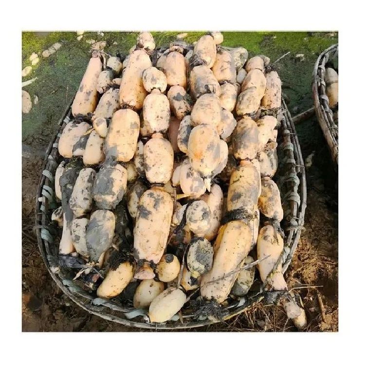 New Crop Can IQF Freezing Process and Steamed Processing Type Shape Fresh Lotus Root