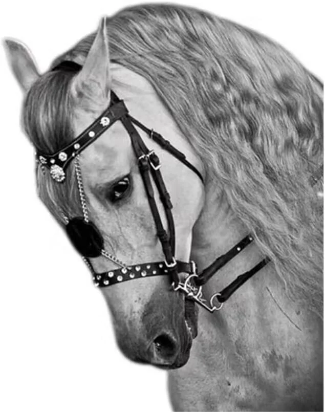 Wholesale Deluxe Competition Horse Bridle Horse Bridles