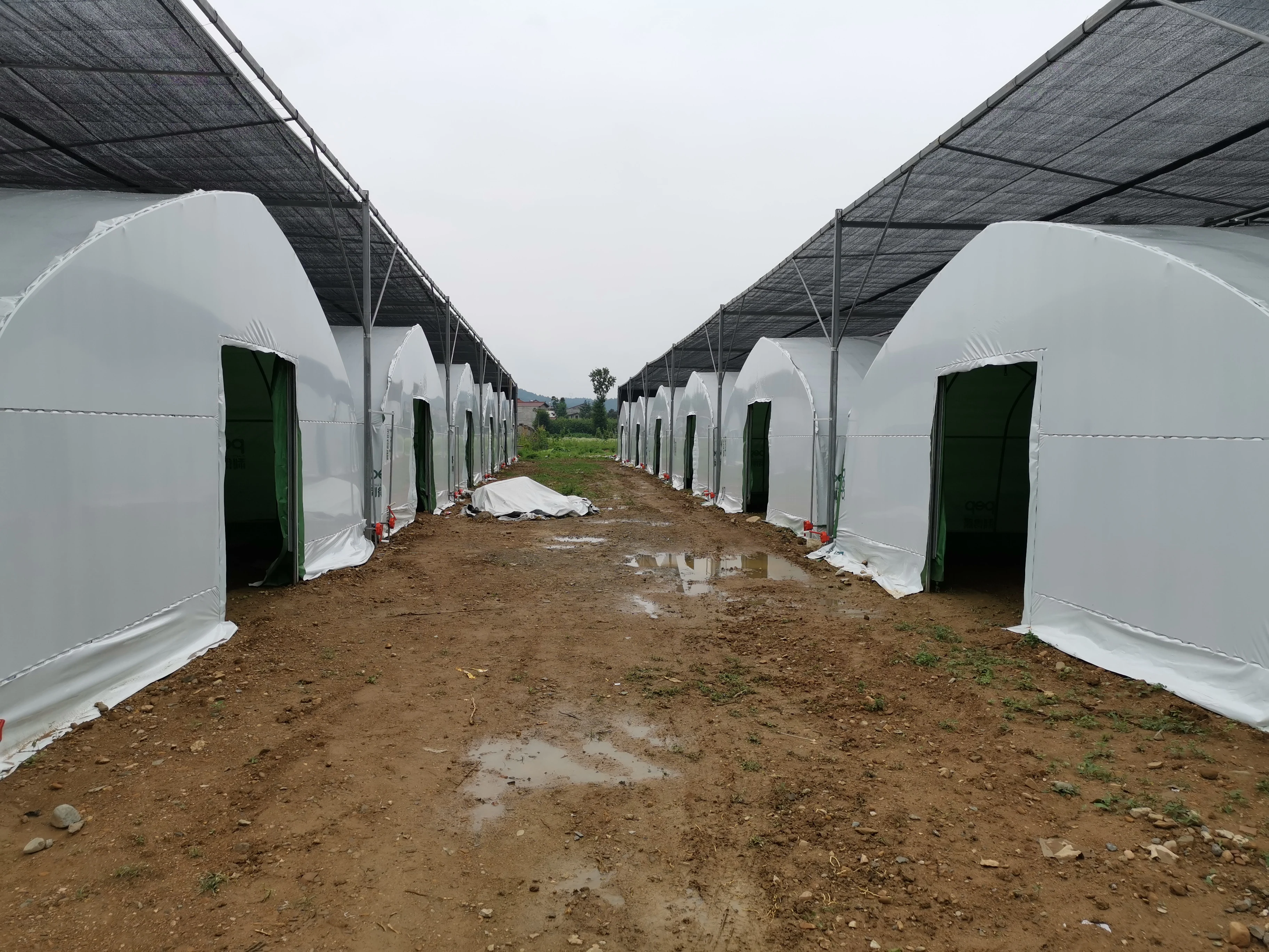 Film Black White Cover for Agaricus Bisporus Growing and Edible Fungus Growing Mushroom Green House