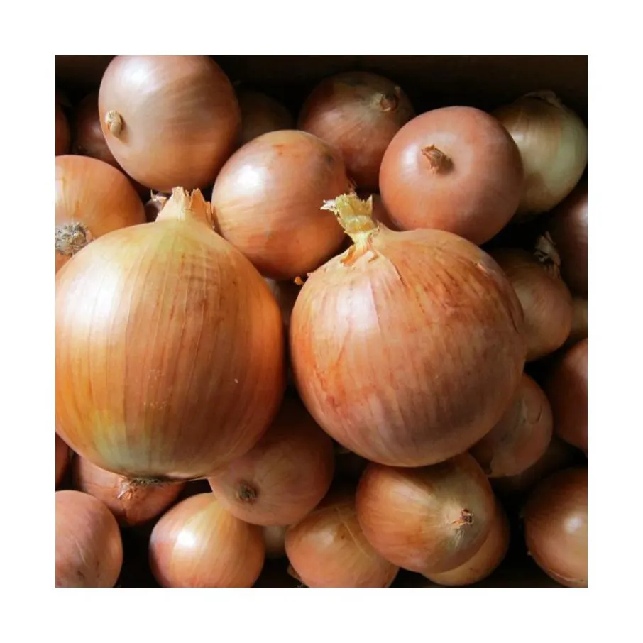 Custom High Quality Organic Healthy Pricelist Export Chinese Onion