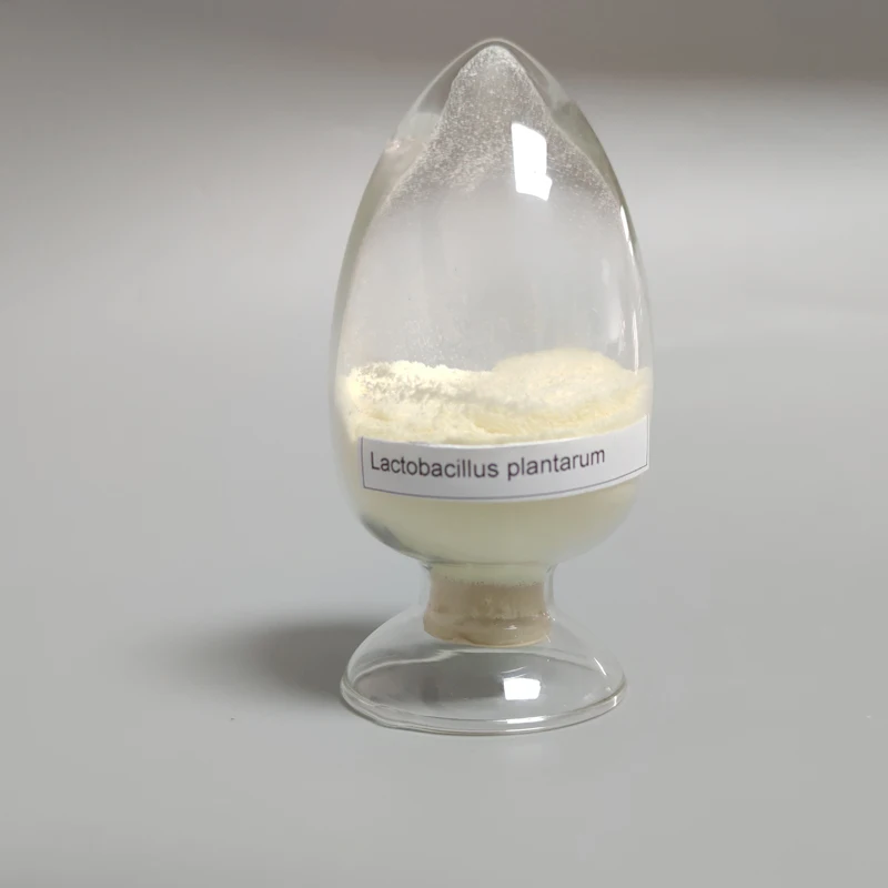 For Gut Health lactobacillus plantarum 600B Food Additives Manufacturers Probiot Lactobacillus Plantarum 200B CFU/g