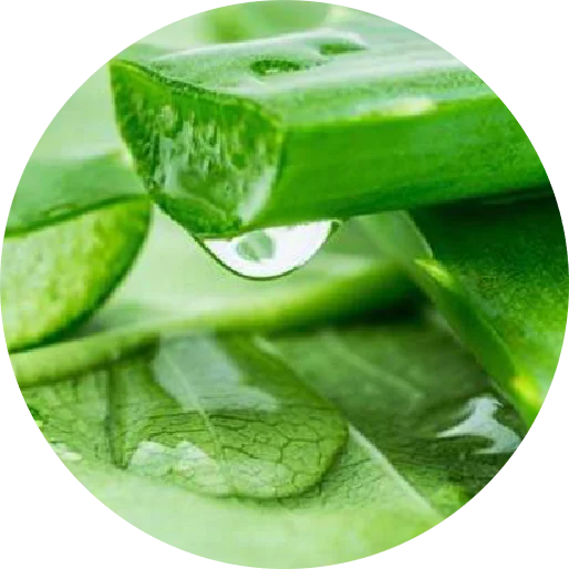 
Food Additive Aloe Vera Extract Aloe Barbadensis Gel FD powder 