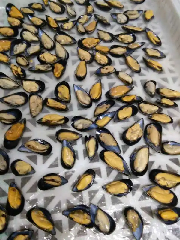  New Season Hot Sale Frozen Half Shell