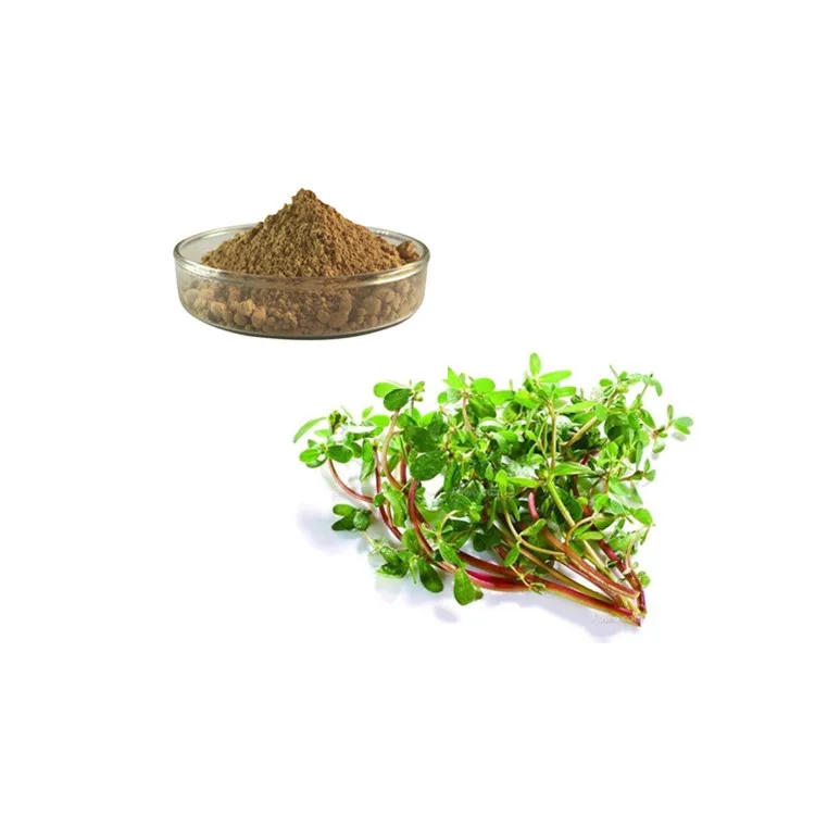 Nature Purslane seeds extract portulaca oleracea powder