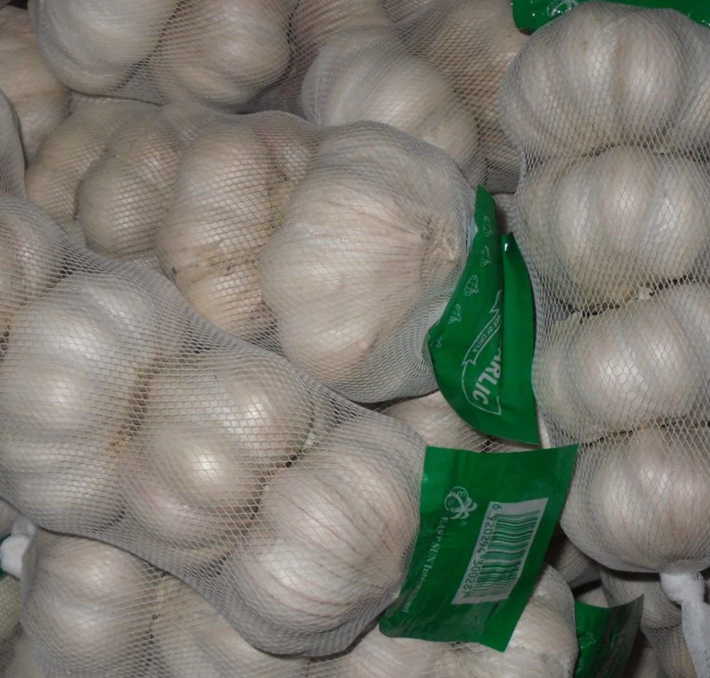normal white fresh  garlic