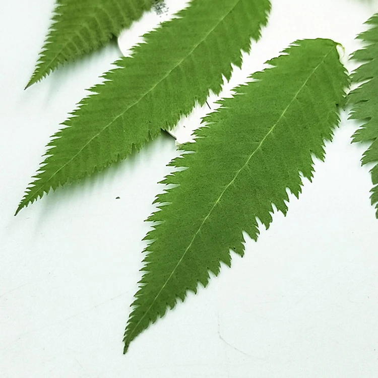 I641 Snow Willow Leaves Dried Flower Leaves Bookmarks Real Leaves Pressed Plants