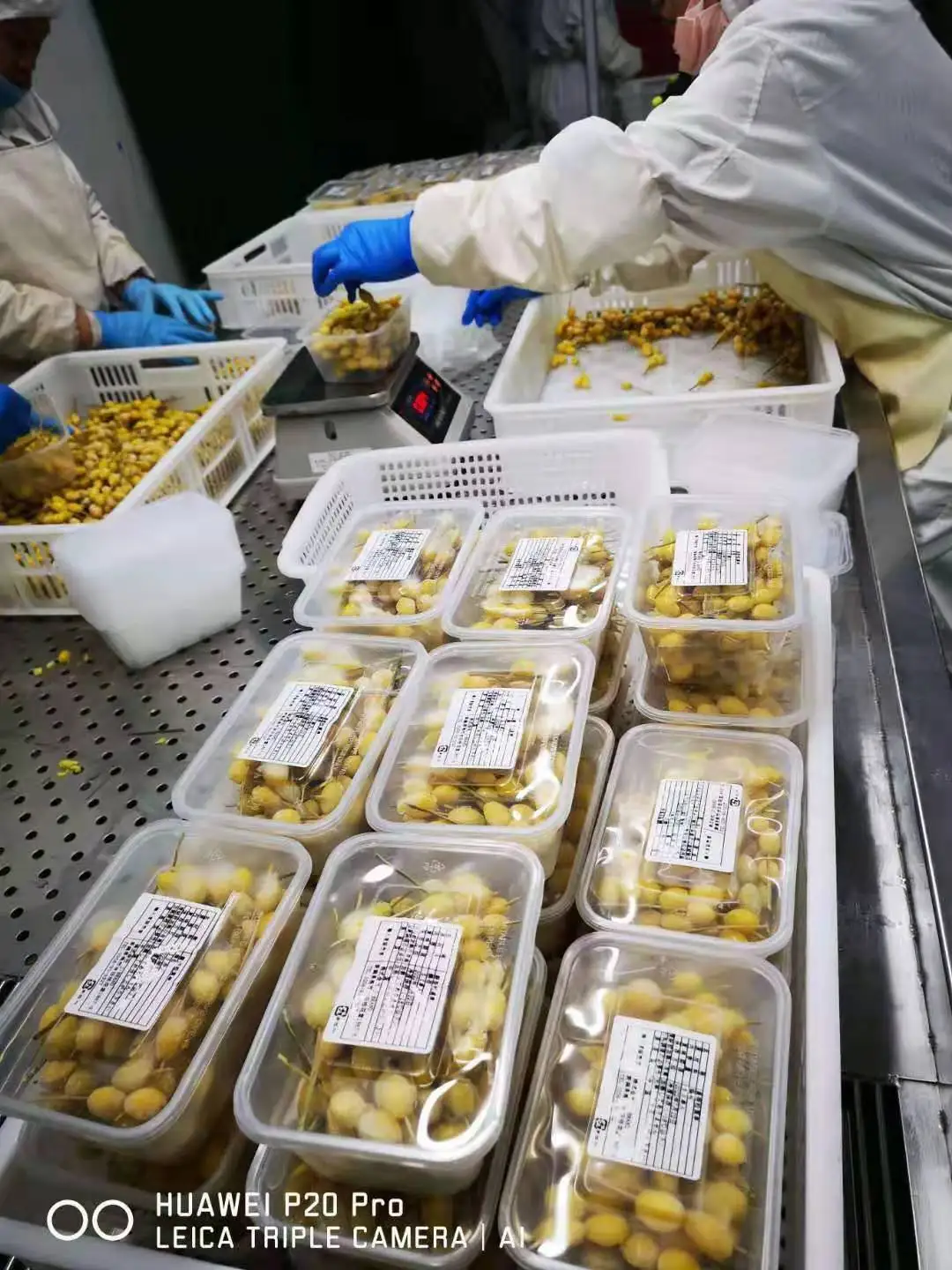 
high quality frozen ginkgo on a stick haccp certified 