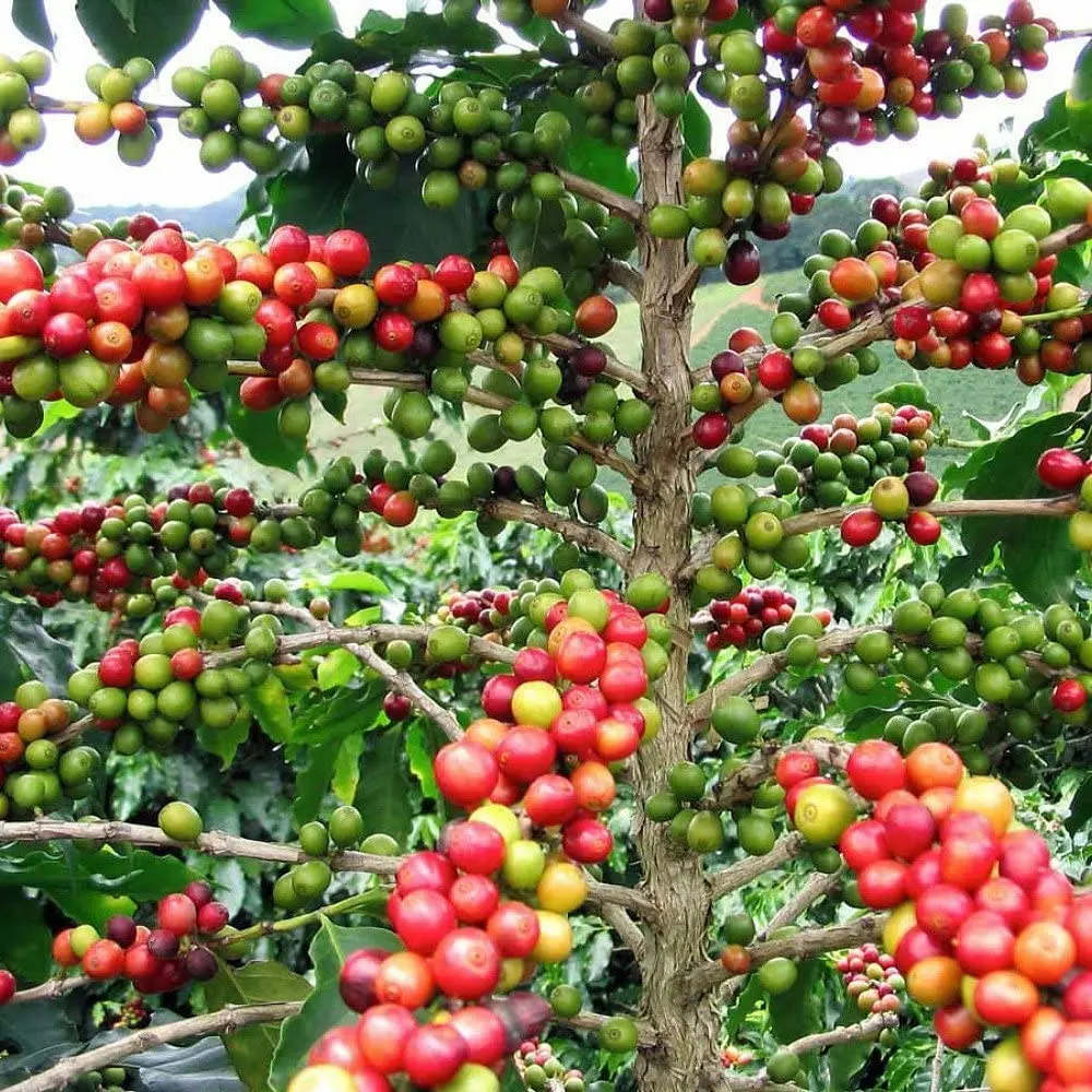 Wholesale Premium High Quality Raw Coffee Beans Directly from The Farm Grade 100% Arabic Green